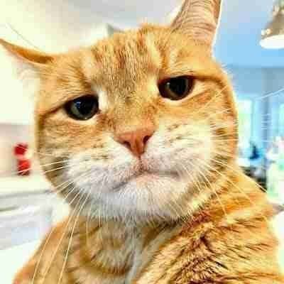 mztacat