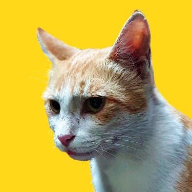 yellowdoodle1x